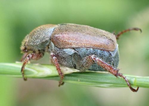 Hoplia philanthus